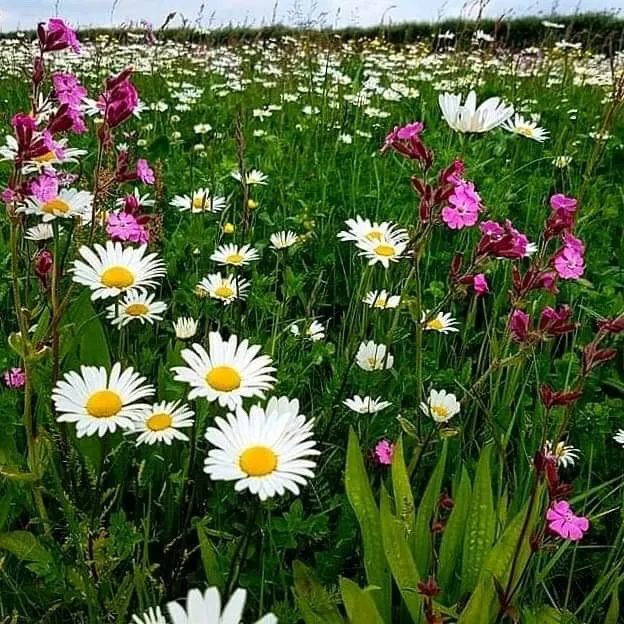 Wildflower Matting detail